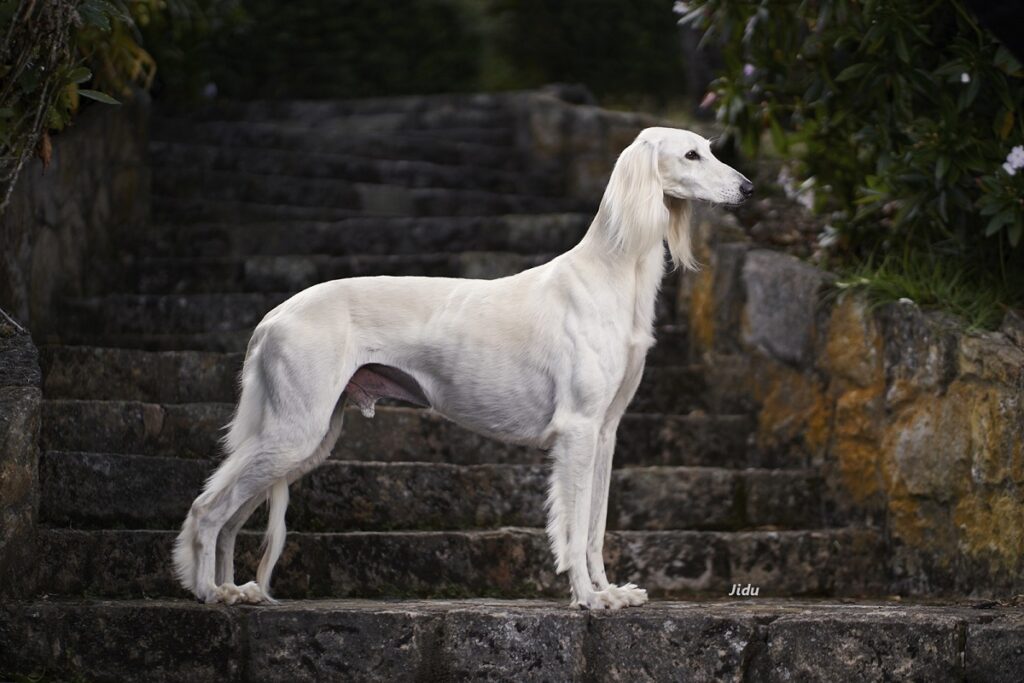 première race de chien
