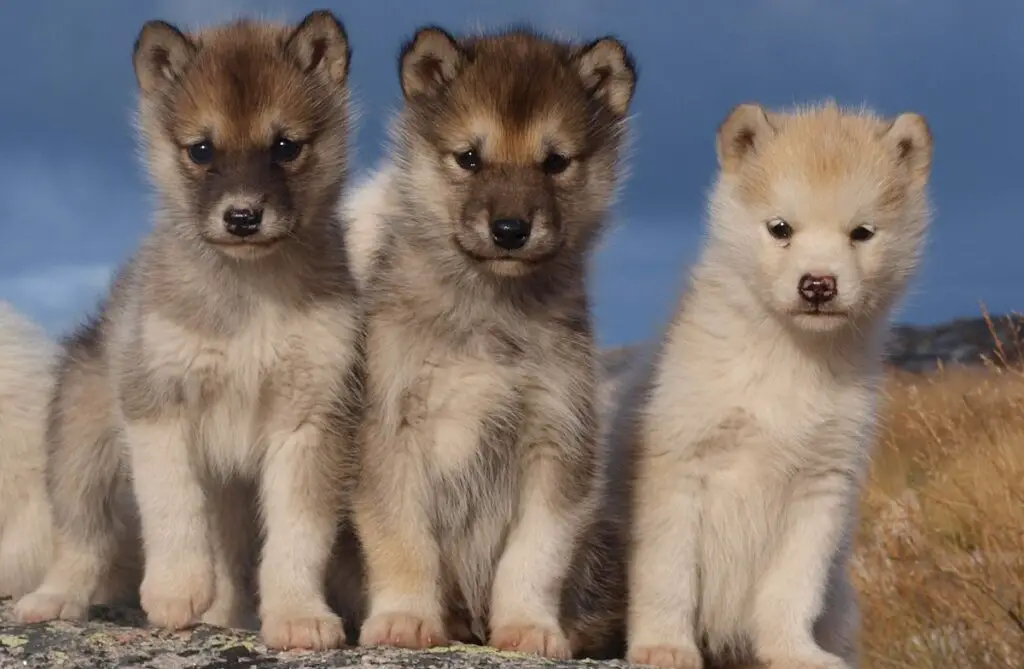 première race de chien au monde
