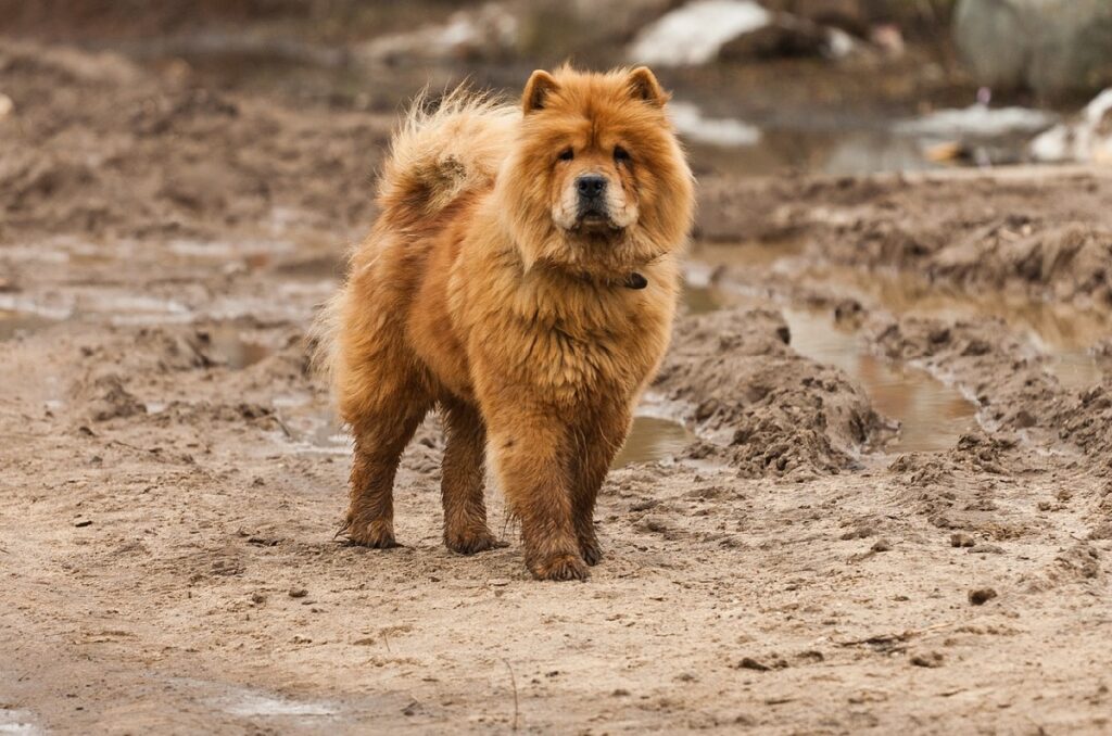 chien brun moelleux
