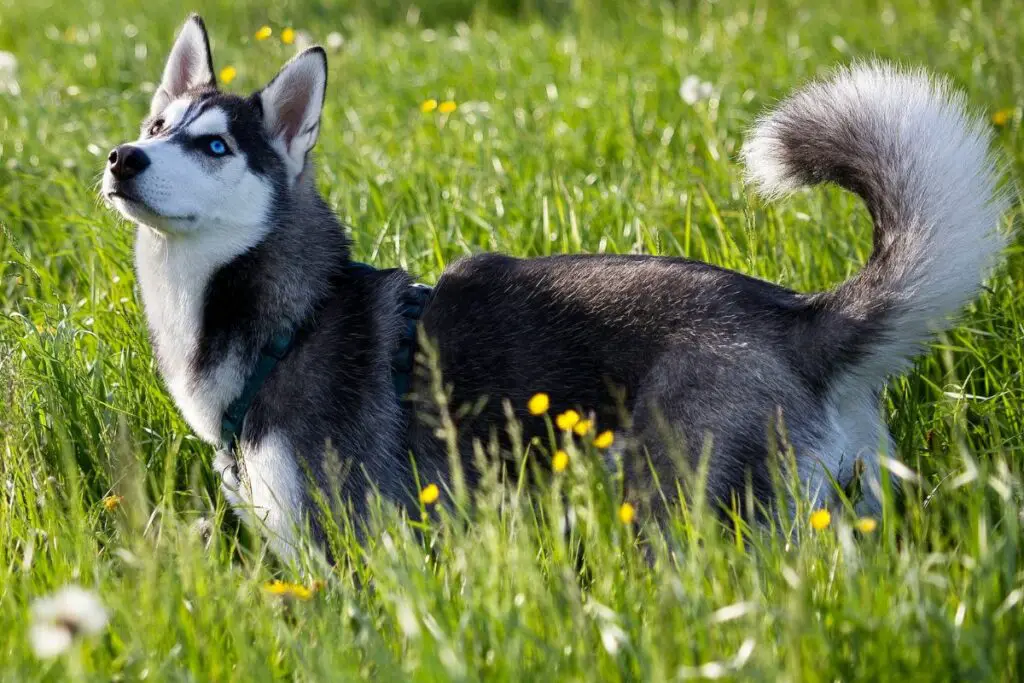 husky pelucheux