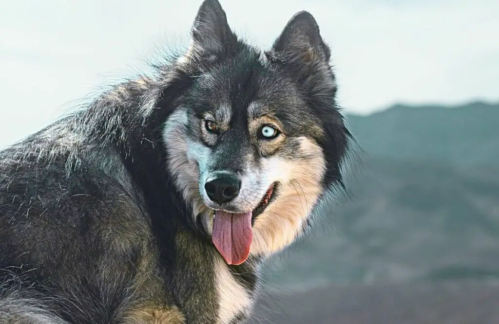 race husky pelucheuse
