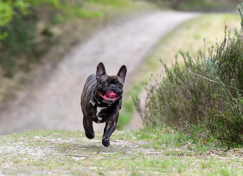 bouledogue français mélangé à un carlin