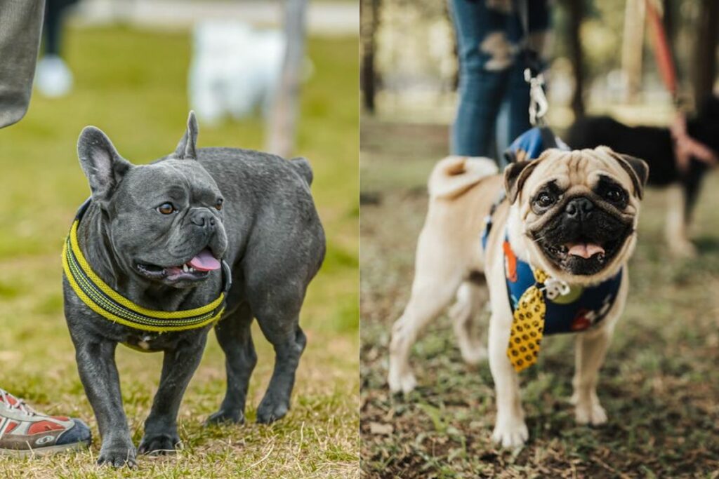 taille bouledogue français vs carlin