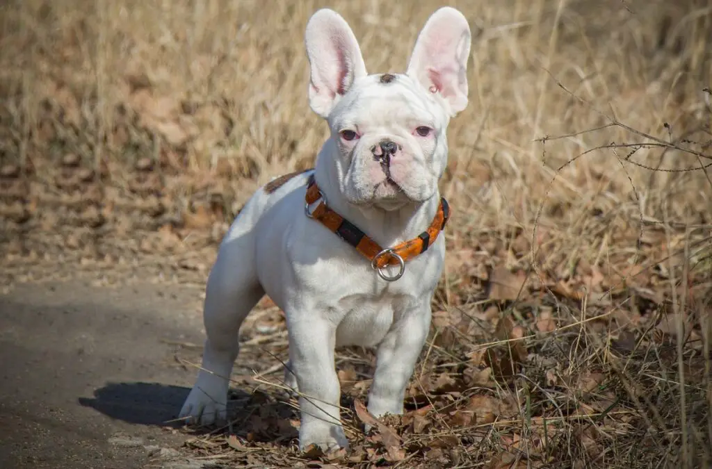 races de frenchies