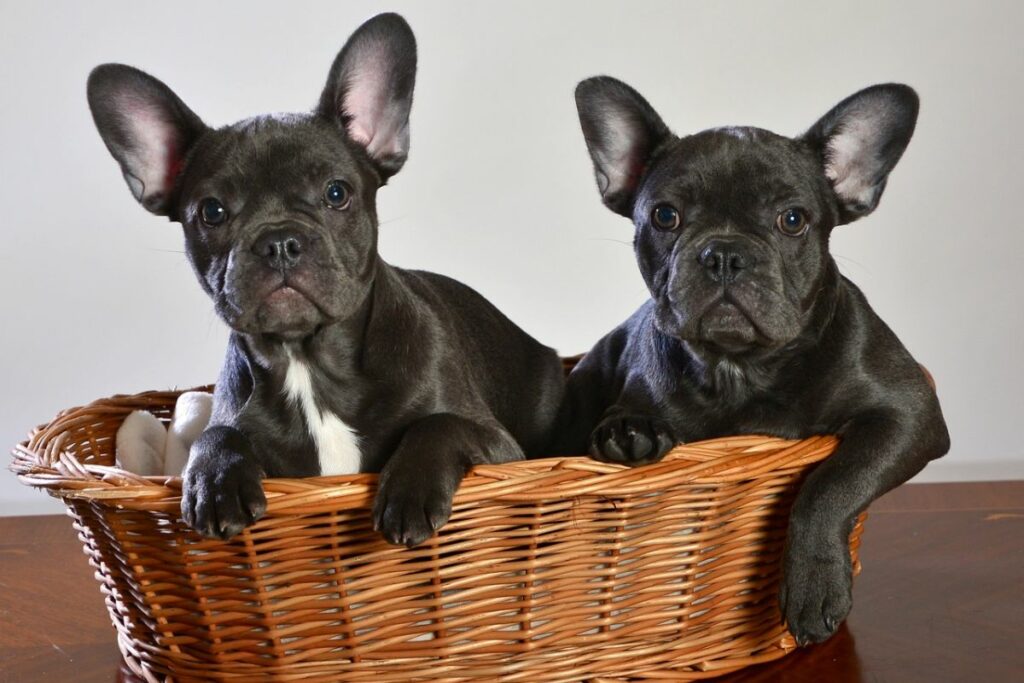 frenchie contre bouledogue français