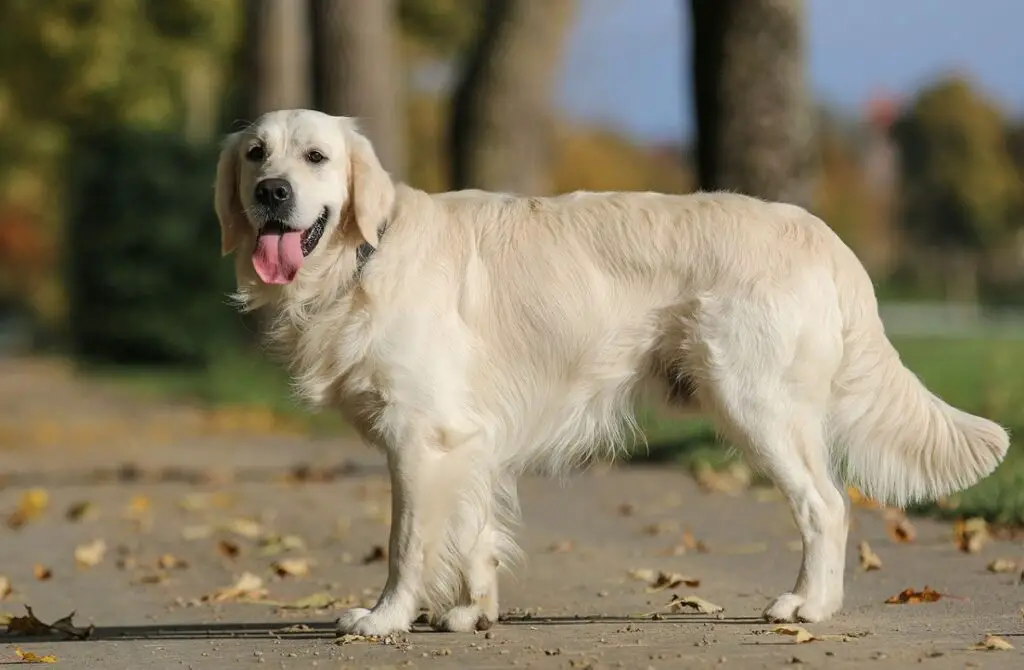 races de chiens les plus amicales
