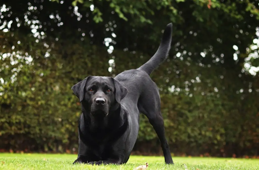 races de chiens amicales
