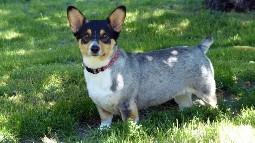 mélange de corgi heeler adulte
