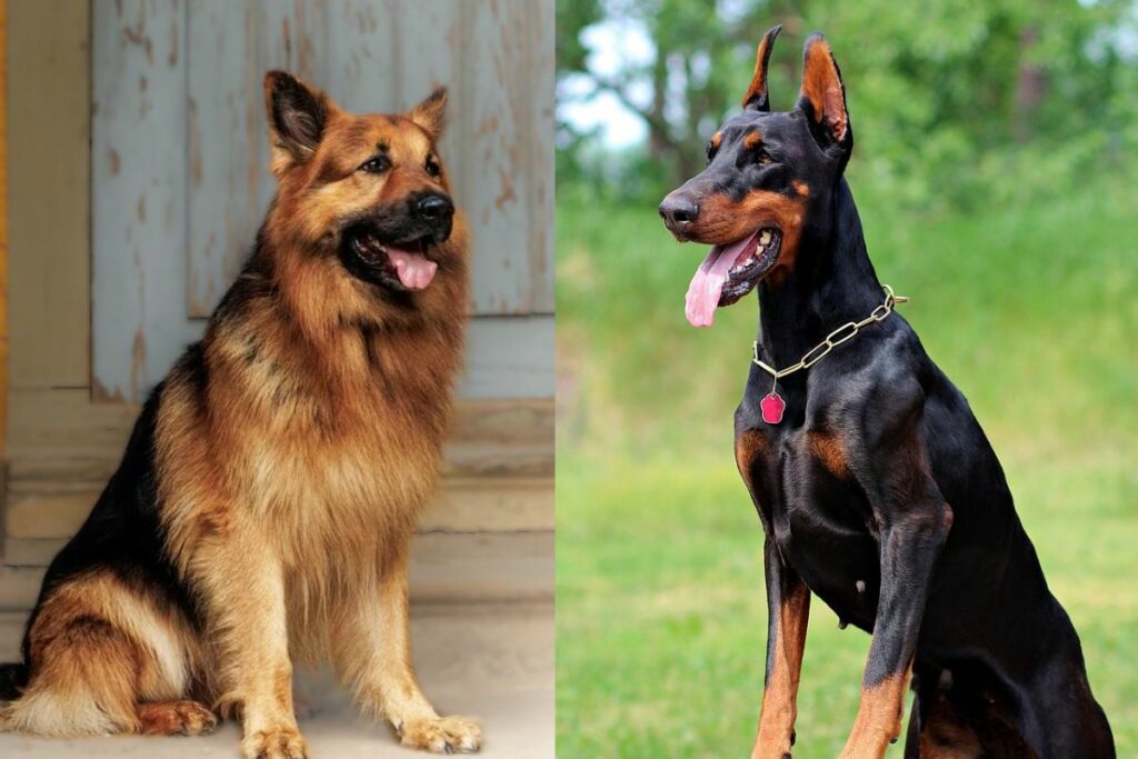 berger allemand ou doberman