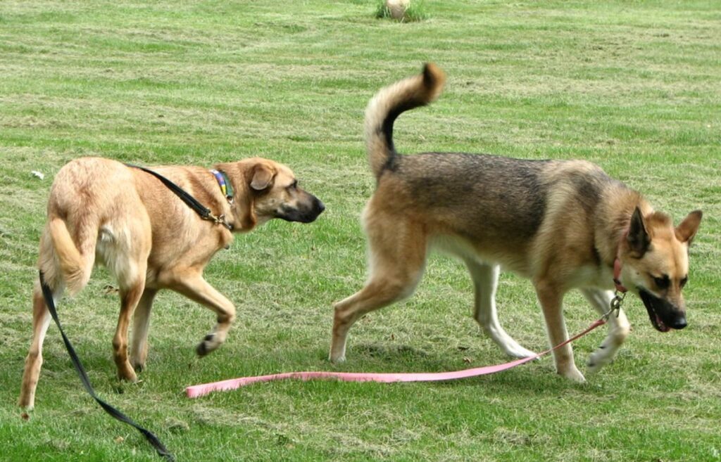 espèce représentative de la race de chien géant
