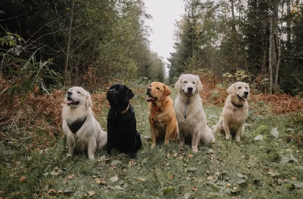 type de pelage golden retriever