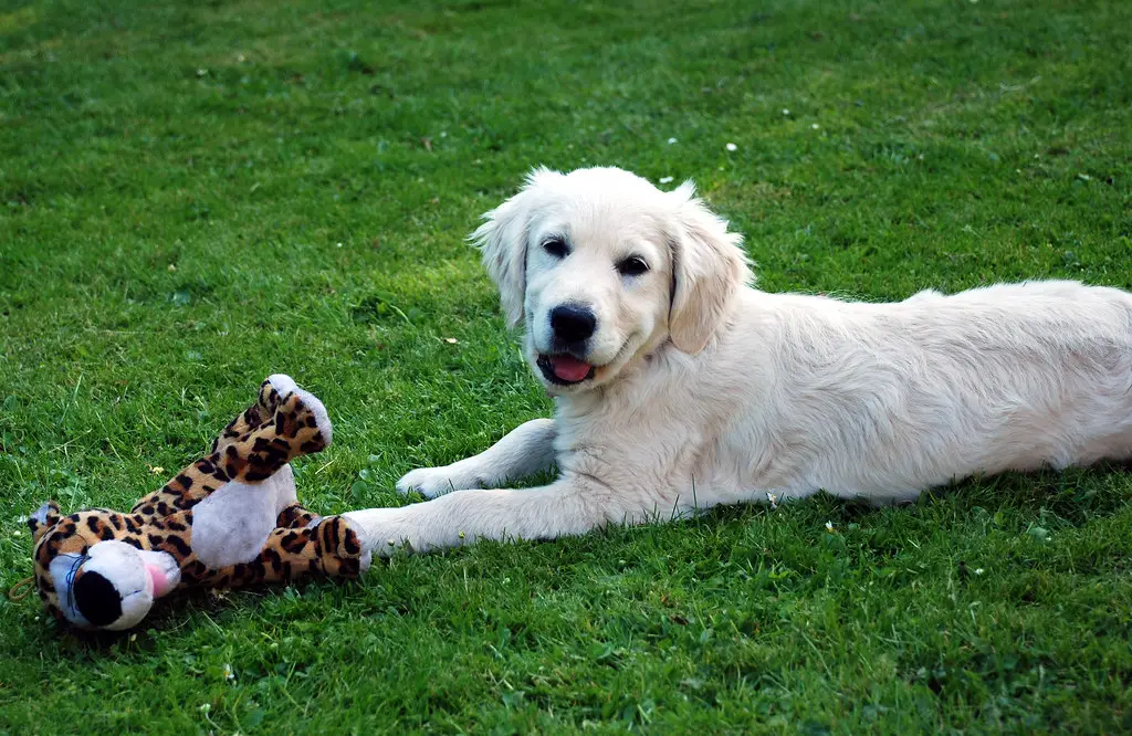 chiot de mélange de laboratoire golden retriever
