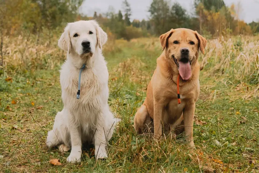 labrador golden retriever
