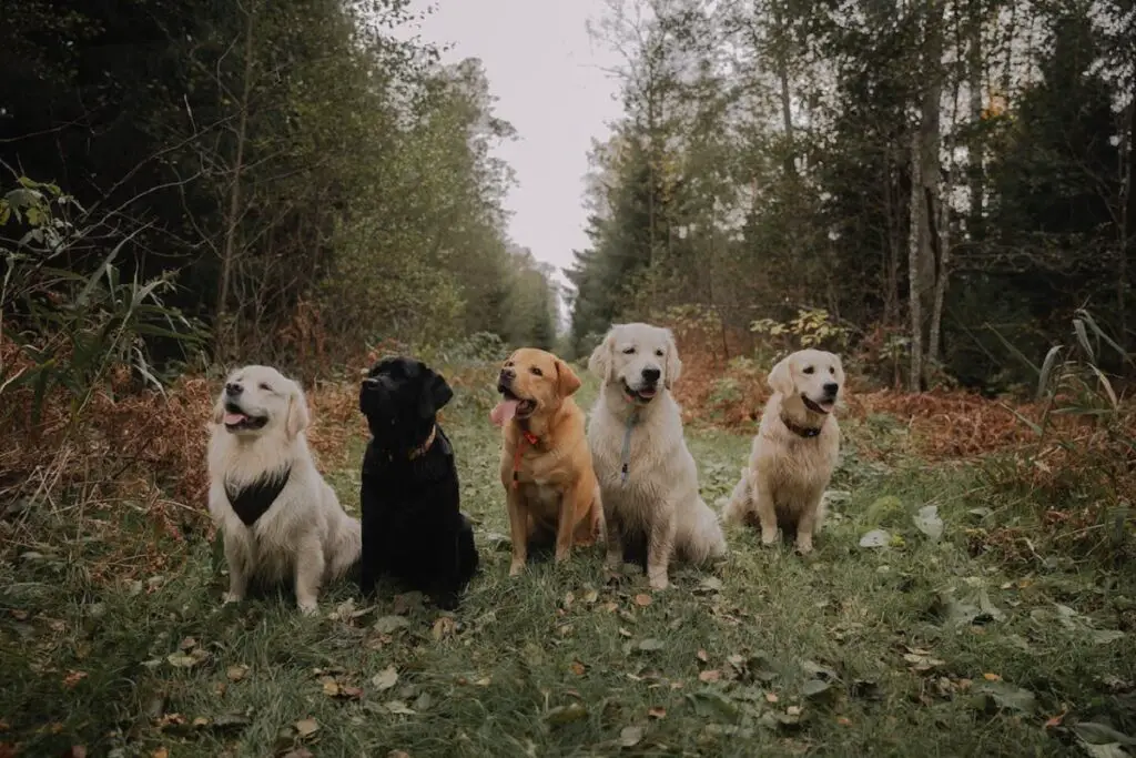 bons chiens de chasse
