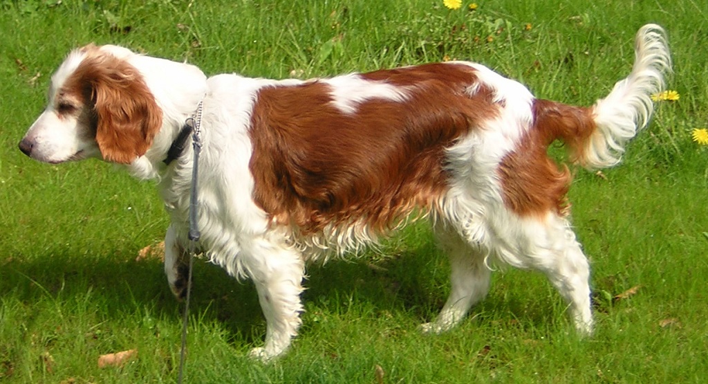 bons chiens de famille de taille moyenne
