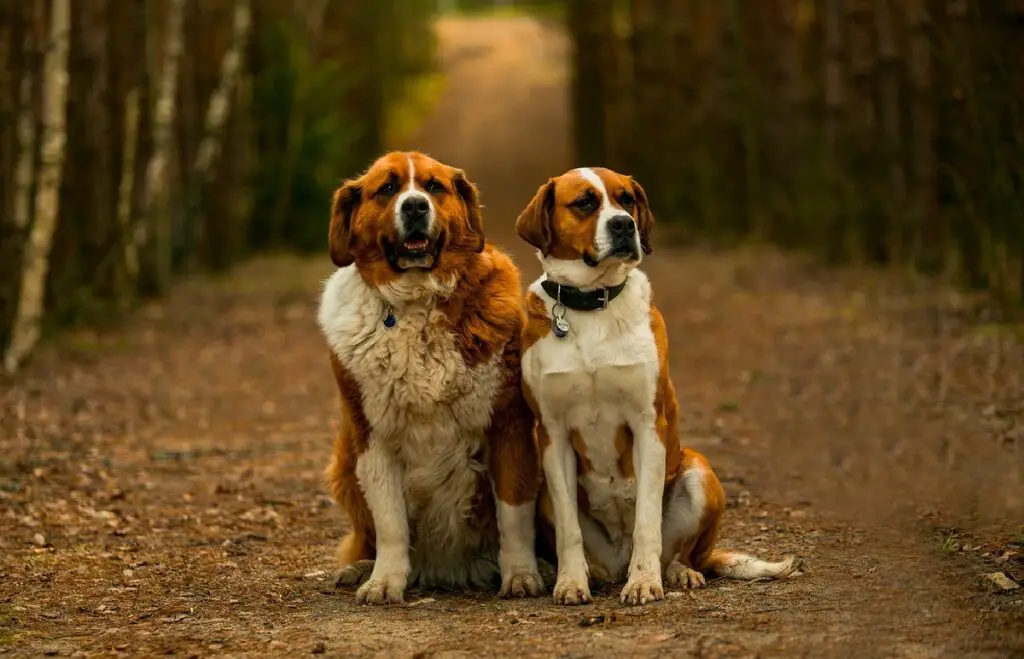 meilleures races de chiens d'assistance