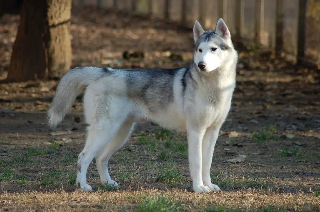 chien gris et blanc
