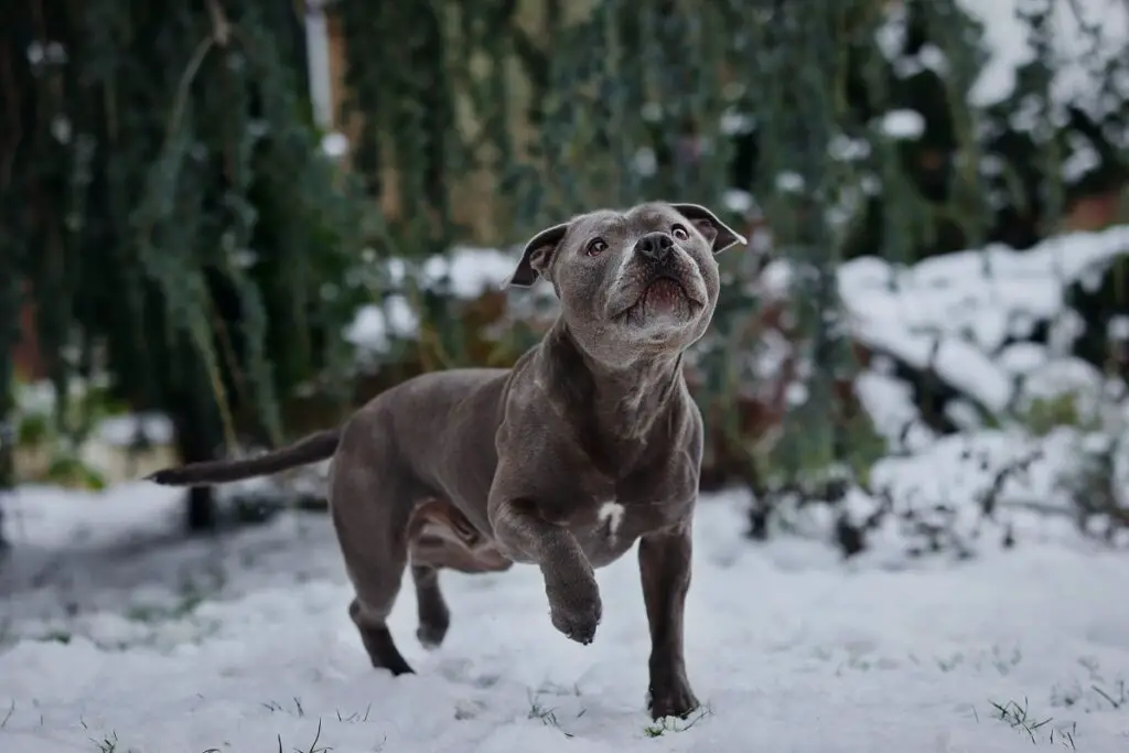 races de chiens gris
