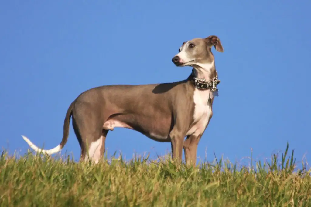 lévrier comme des chiens