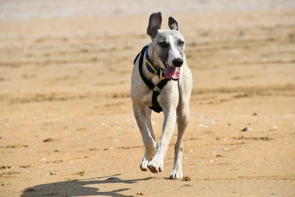 lévrier comme des chiens