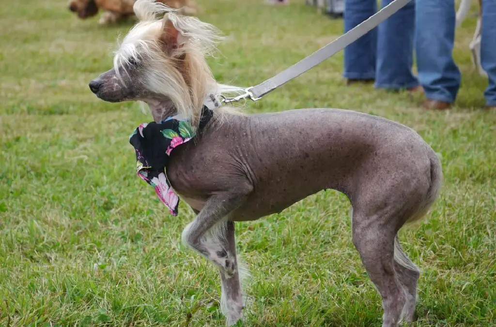 chiens sans poils
