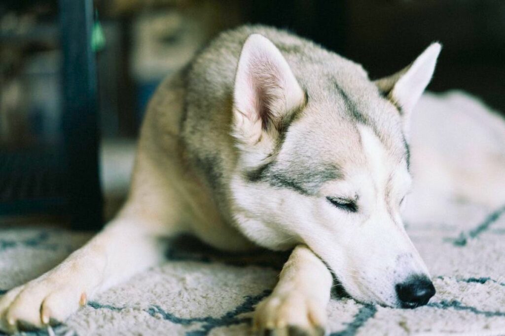 Problèmes de santé du Husky d'Alaska et du Husky de Sibérie