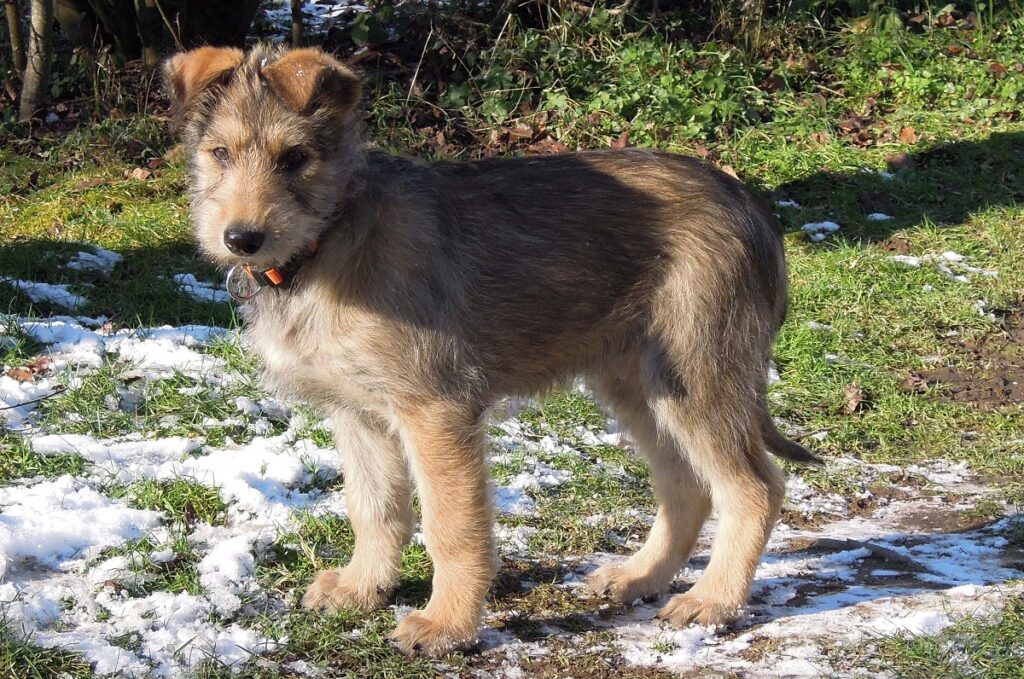 races de chiens entendants
