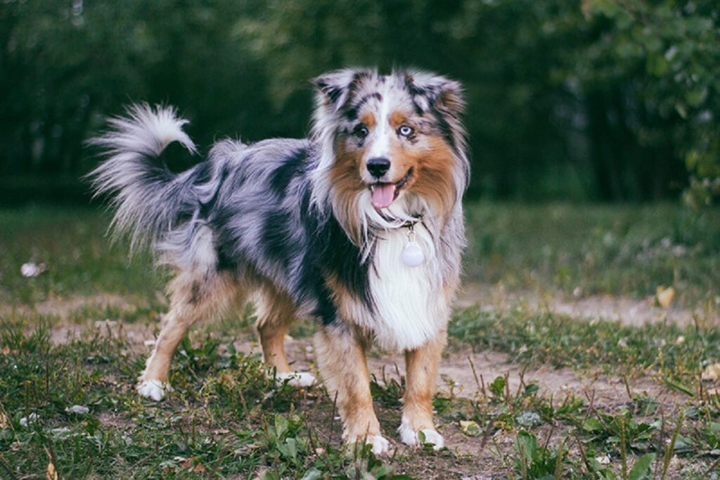 races de chiens de troupeau
