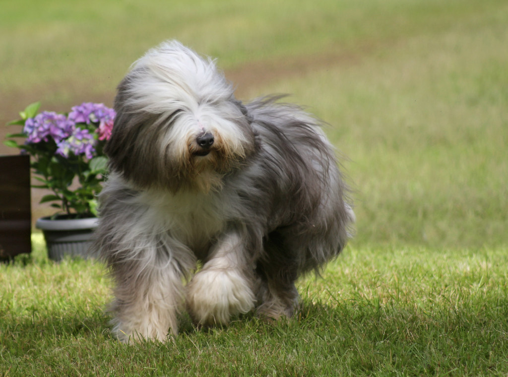 races de chiens de berger
