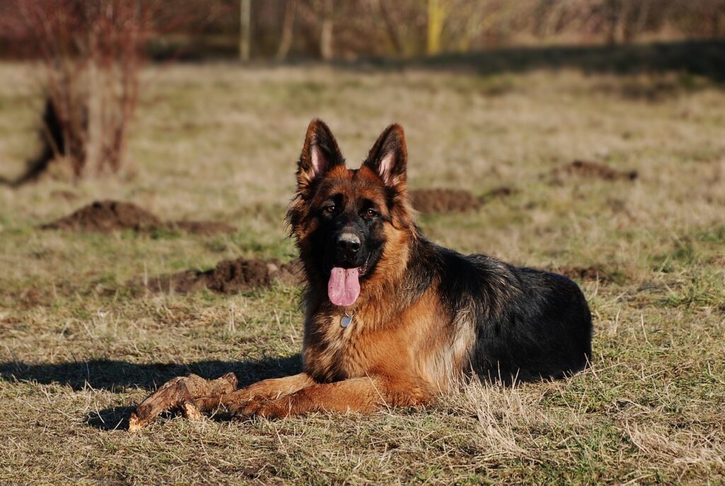 chiens de berger
