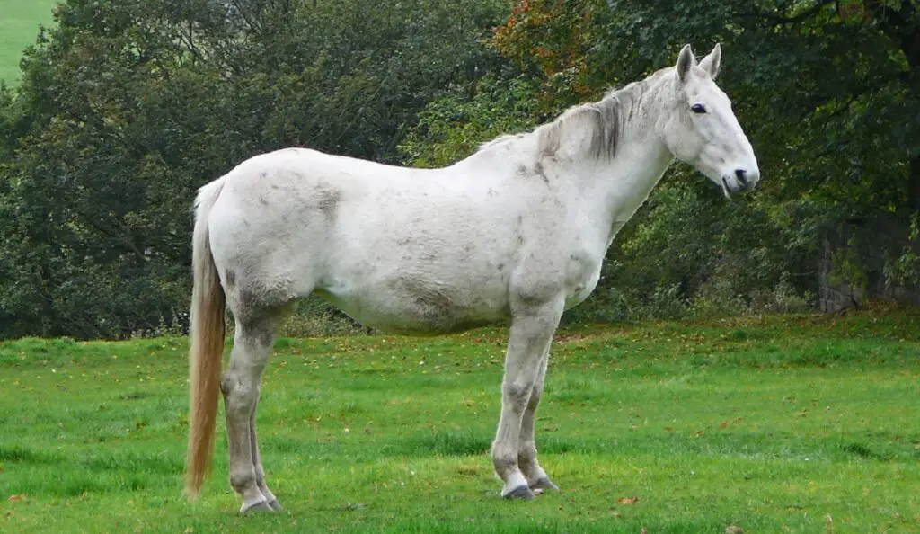 animaux couramment gardés comme animaux de compagnie
