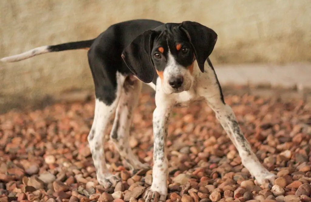 races de chiens de chasse