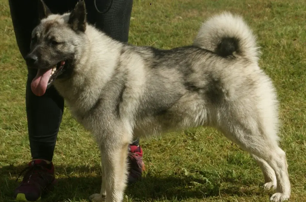 caractéristiques du chien de chasse
