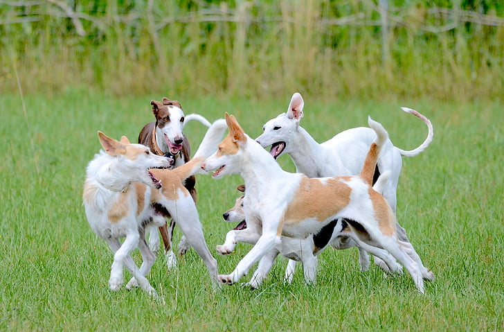 chiots chien de chasse
