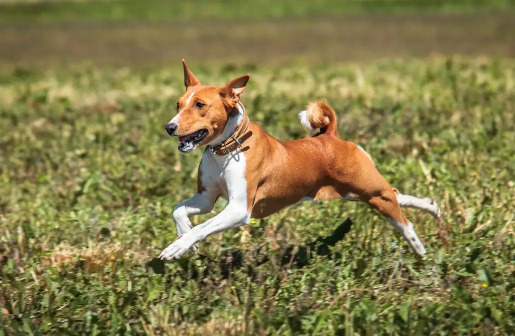 chiens de chasse