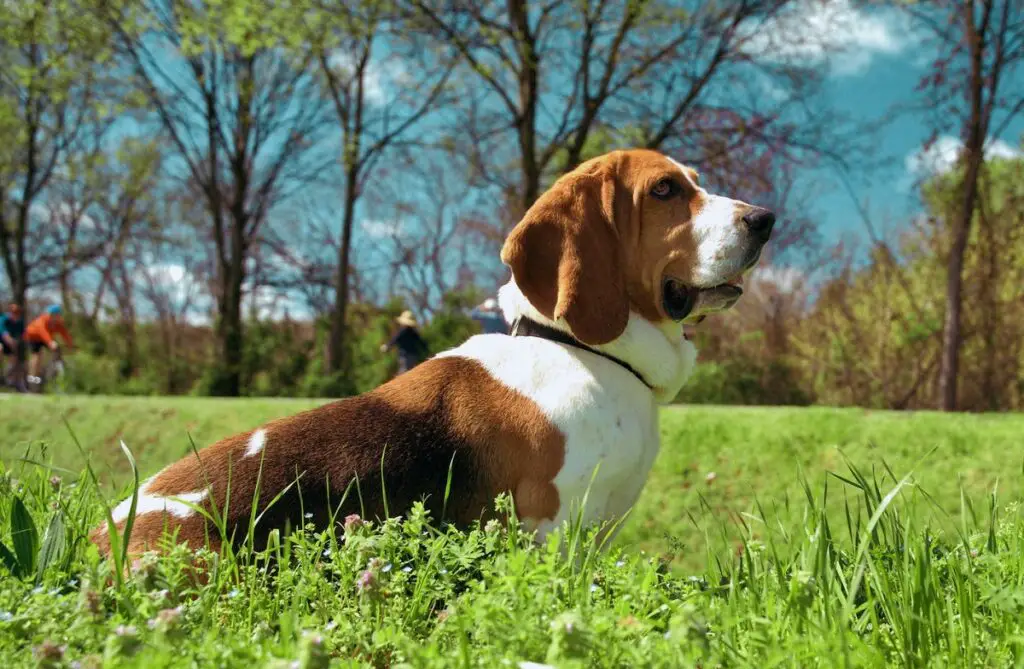 chiens de chasse
