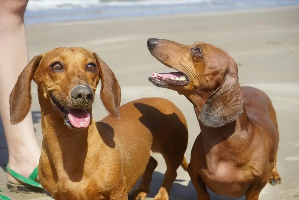 chien de chasse
