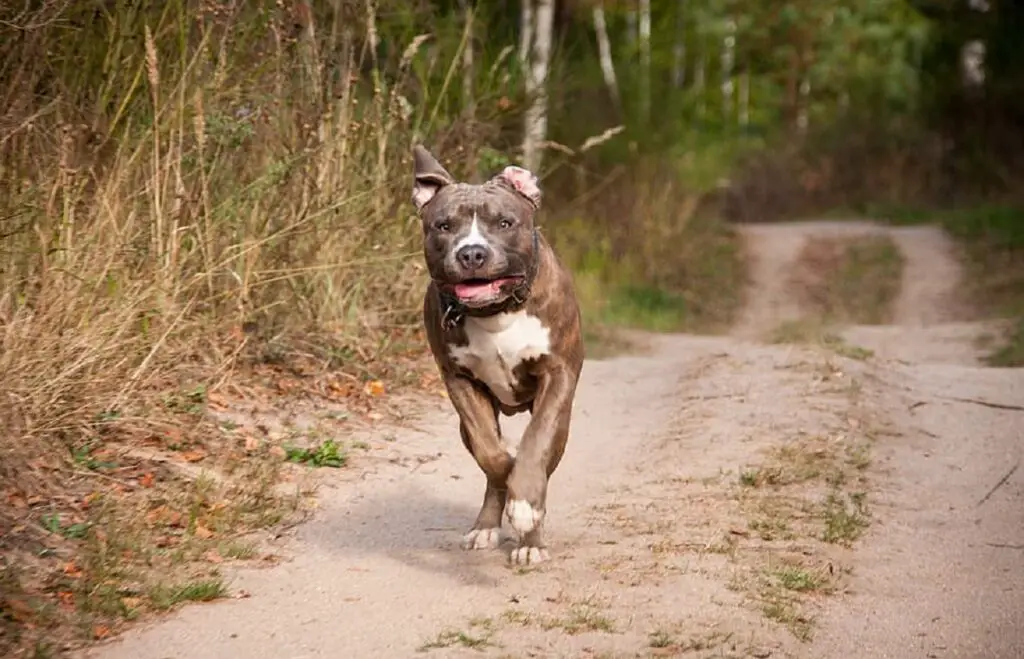 combien de temps vivent les pitbulls 