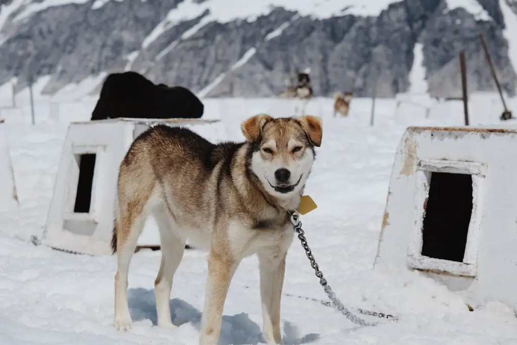 combien y a-t-il de races de husky
