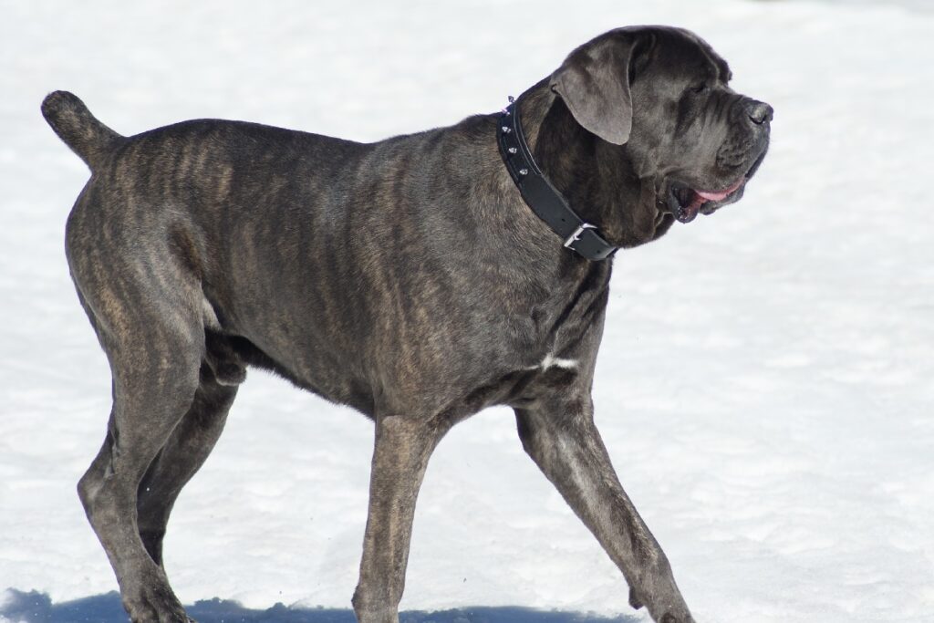 races de chiens énormes
