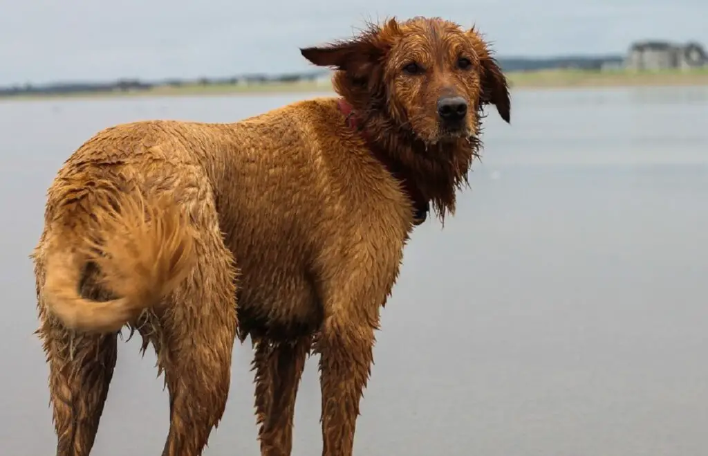 chien de chasse