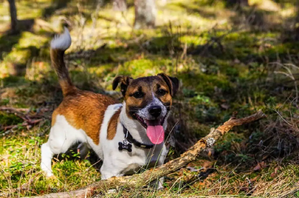 races de chiens de chasse
