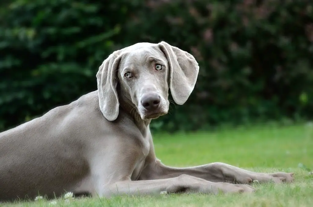 races de chiens de chasse
