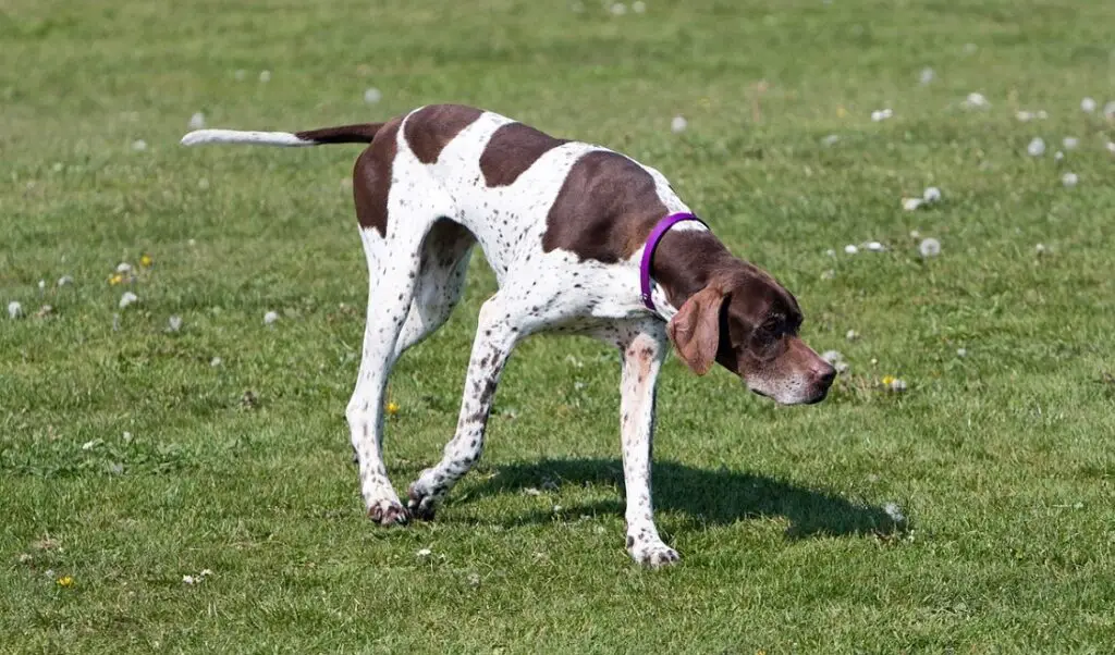 chiens de chasse
