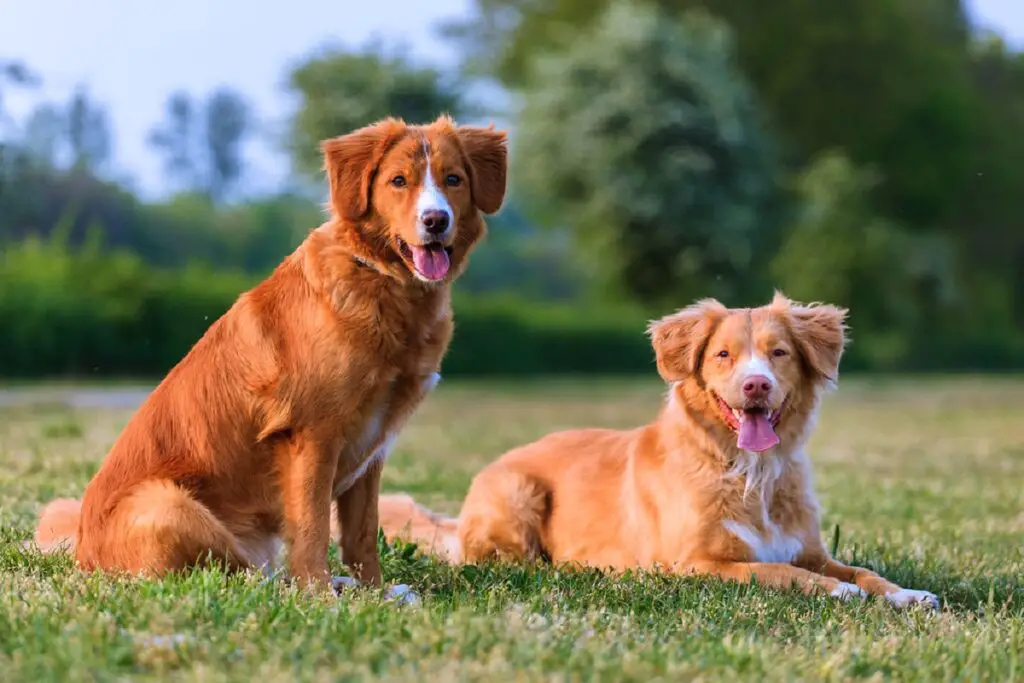 races de chiens de chasse
