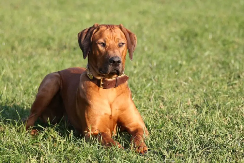 races de chiens de chasse
