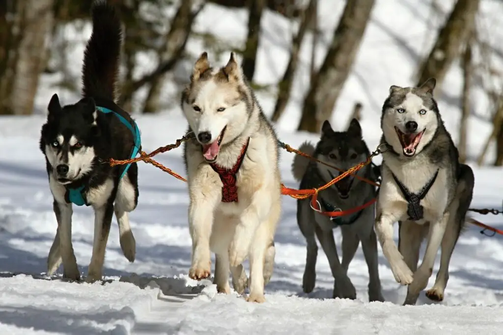 mélange de husky et de malamute