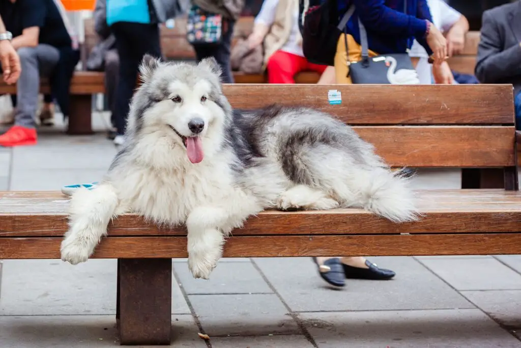 chien husky
