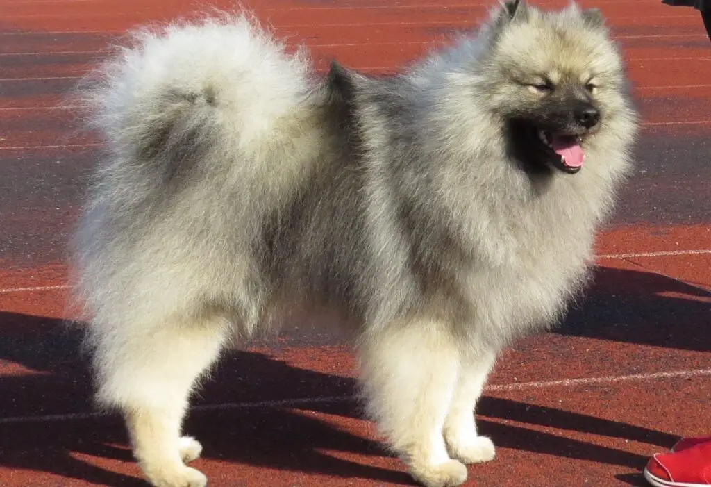 races de mélange husky
