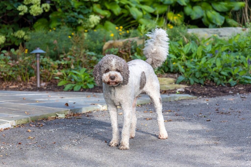 chiens hypo allergènes
